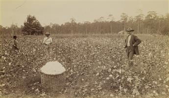 (AFRICAN AMERICANA) Pair of young women cotton pickers in Georgia, with a male supervisor at right * Picking cotton, Jackson, Tennessee